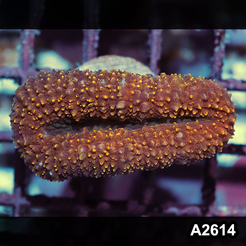 Item#A2614IN2614(S) WYSIWYG Aussie Ultra Lobophyllia