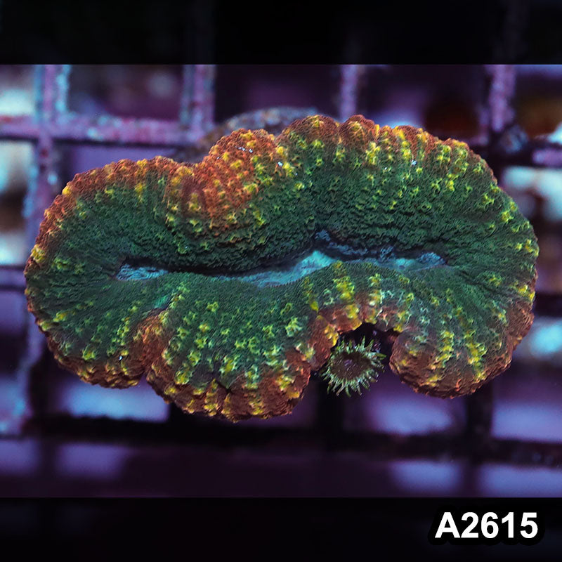 Item#A2615IN2615(S) WYSIWYG Aussie Rainbow Lobophyllia