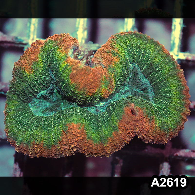 Item#A2619IN2619(S) WYSIWYG Aussie Rainbow Lobophyllia