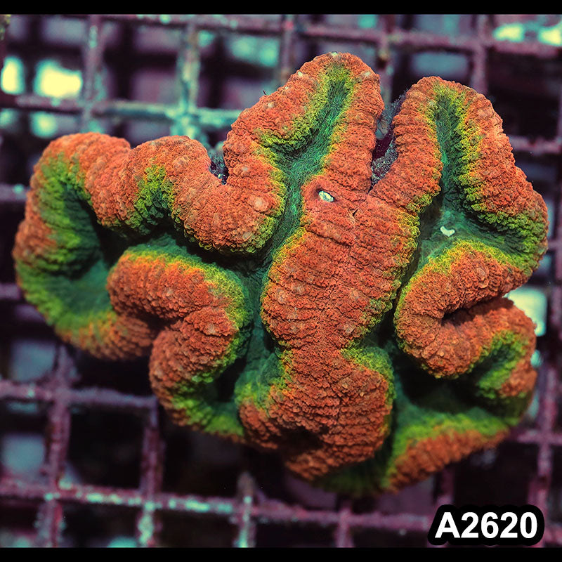 Item#A2620IN2620(M) WYSIWYG Aussie Rainbow Lobophyllia Colony