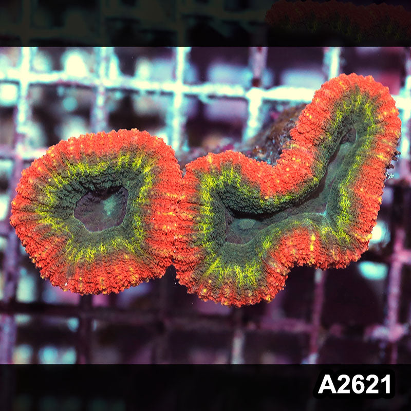 Item#A2621IN2621(S) WYSIWYG Aussie Rainbow Lobophyllia
