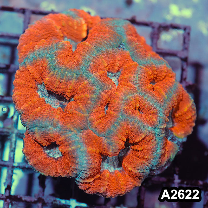 Item#A2622IN2622(M) WYSIWYG Aussie Ultra Lobophyllia