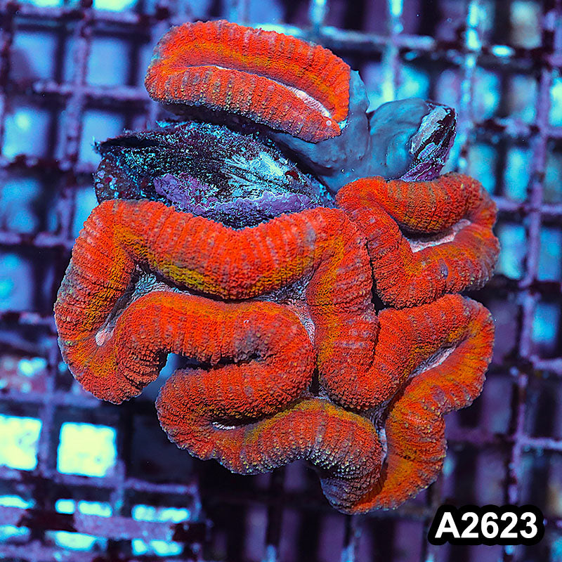 Item#A2623IN2623(M) WYSIWYG Aussie Rainbow Lobophyllia Colony
