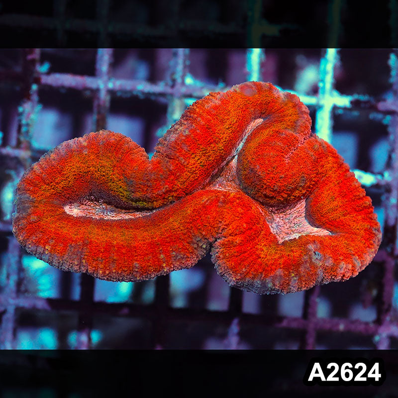 Item#A2624IN2624(S) WYSIWYG Aussie Rainbow Lobophyllia