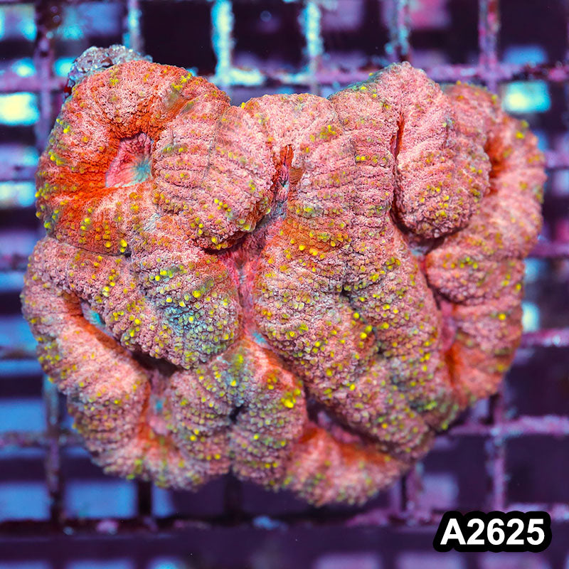 Item#A2625IN2625(M) WYSIWYG Aussie Rainbow Lobophyllia Colony