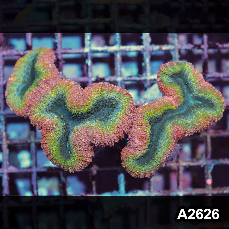 Item#A2626IN2626(M) WYSIWYG Aussie Rainbow Lobophyllia Colony