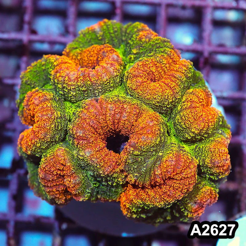 Item#A2627IN2627(M) WYSIWYG Aussie Rainbow Lobophyllia Colony