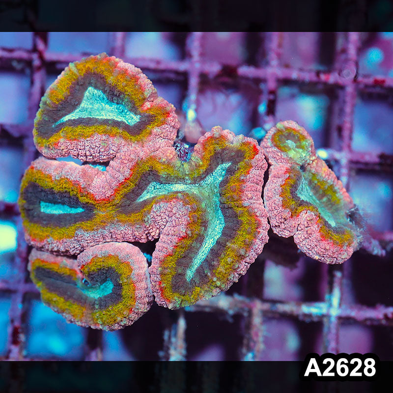 Item#A2628IN2628(S) WYSIWYG Aussie Rainbow Lobophyllia Colony