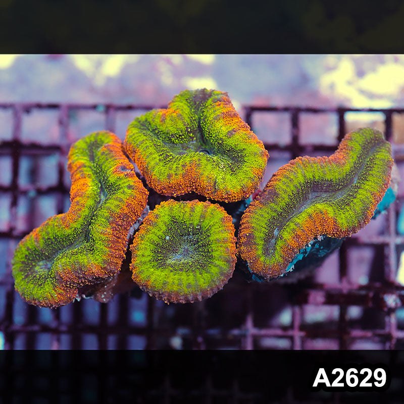 Item#A2629IN2629(M) WYSIWYG Aussie Rainbow Lobophyllia Colony