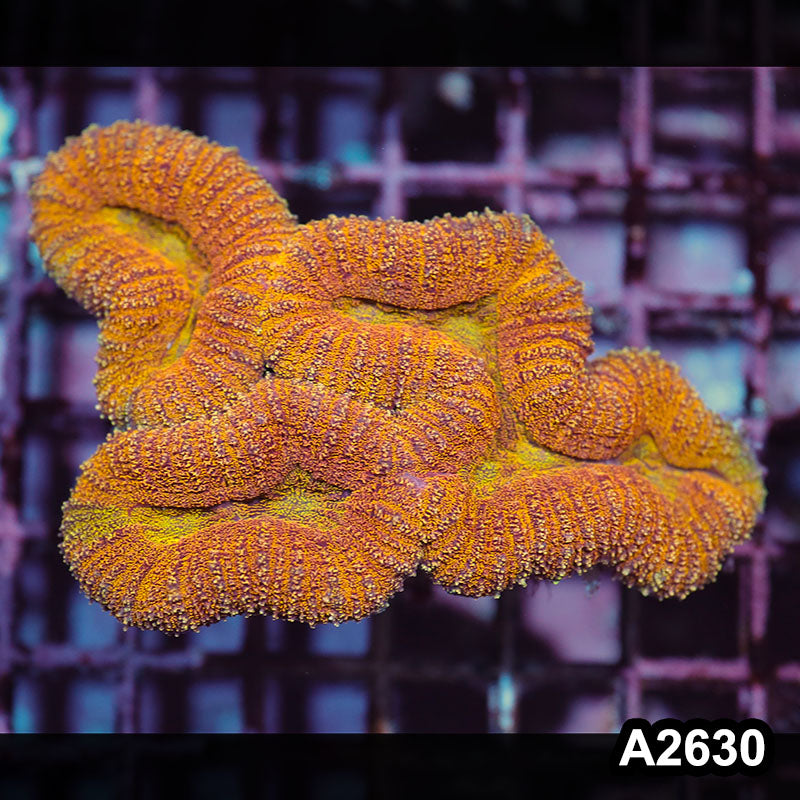 Item#A2630IN2630(M) WYSIWYG Aussie Rainbow Lobophyllia Colony