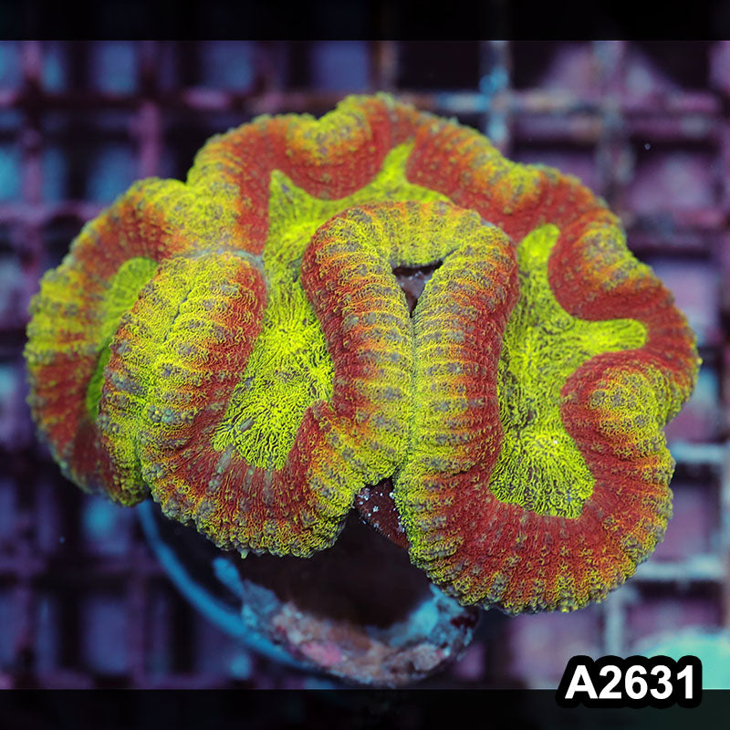 Item#A2631IN2631(M) WYSIWYG Aussie Ultra Unique Lobophyllia Colony