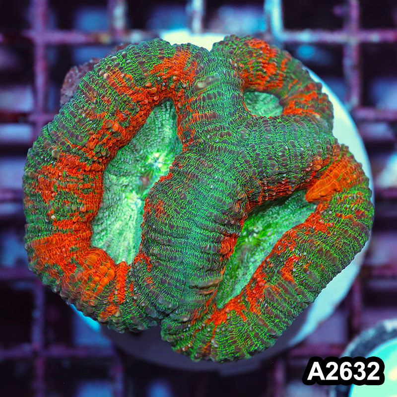 Item#A2632IN2632(M) WYSIWYG Aussie Ultra Unique Lobophyllia
