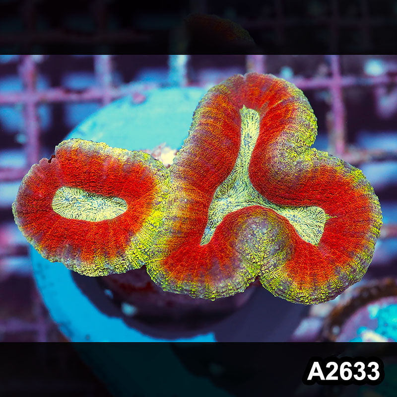 Item#A2633IN2633(M) WYSIWYG Aussie Ultra Unique Lobophyllia