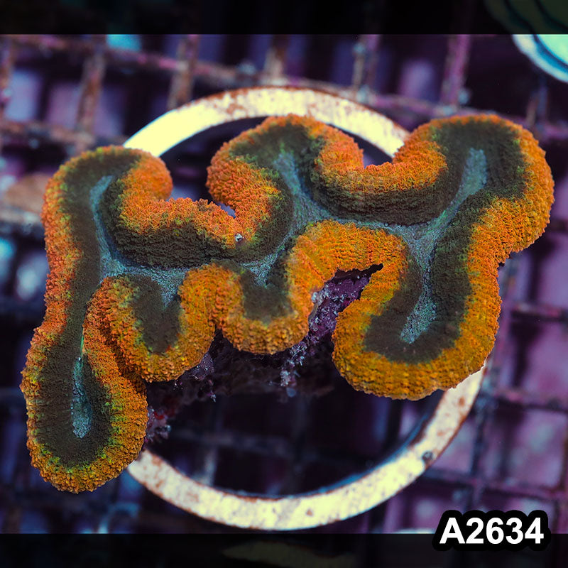 Item#A2634IN2634(M) WYSIWYG Aussie Rainbow Lobophyllia Colony