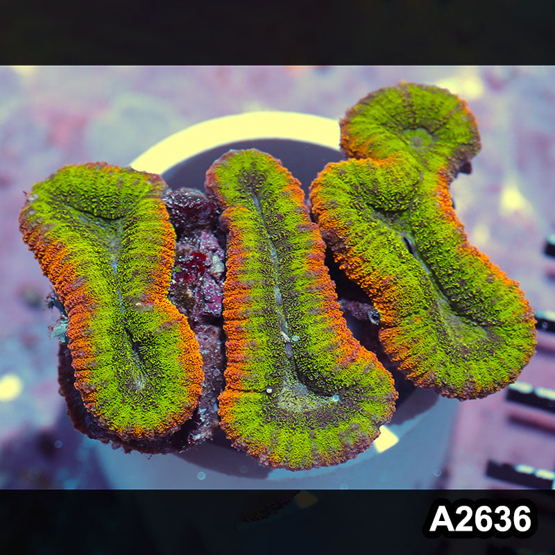 Item#A2636IN2636(L) WYSIWYG Aussie Rainbow Lobophyllia Colony