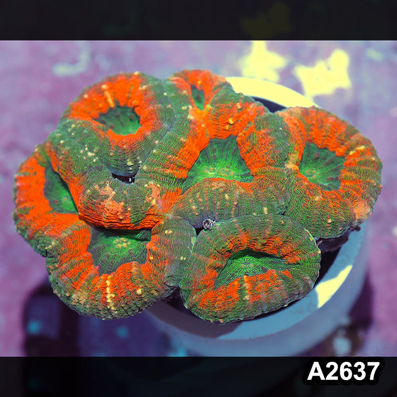 Item#A2637IN2637(L) WYSIWYG Aussie Ultra Unique Lobophyllia
