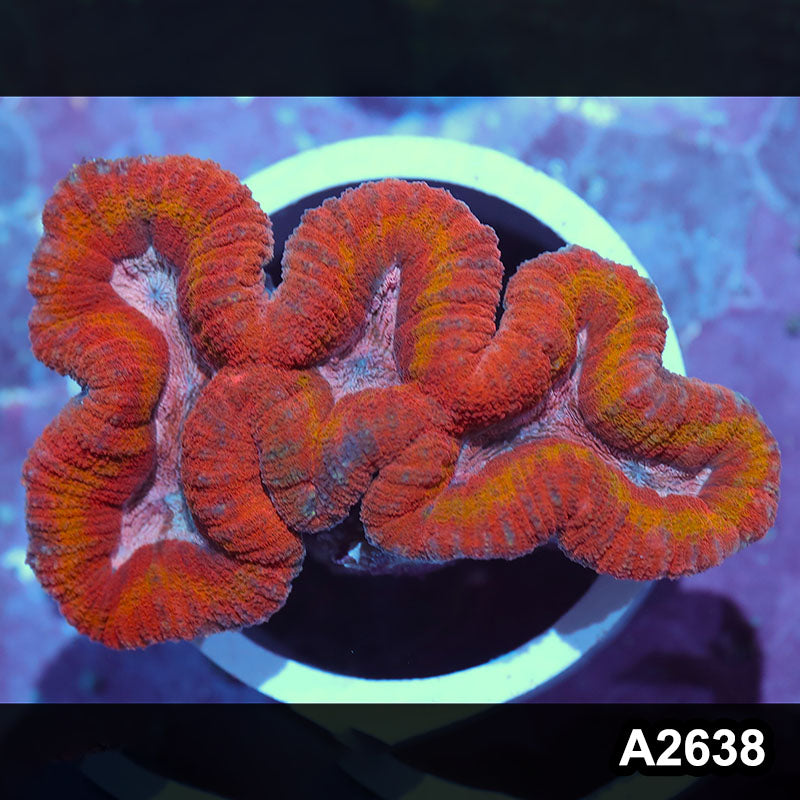 Item#A2638IN2638(M) WYSIWYG Aussie Rainbow Lobophyllia Colony