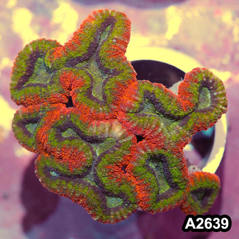 Item#A2639IN2639(L) WYSIWYG Aussie Rainbow Lobophyllia Colony