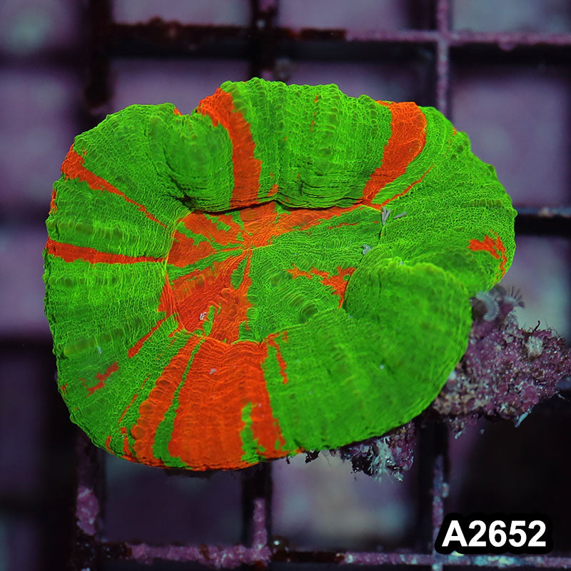 Item#A2652IN2652(S) WYSIWYG Aussie Ultra Bleeding Apple Scolymia