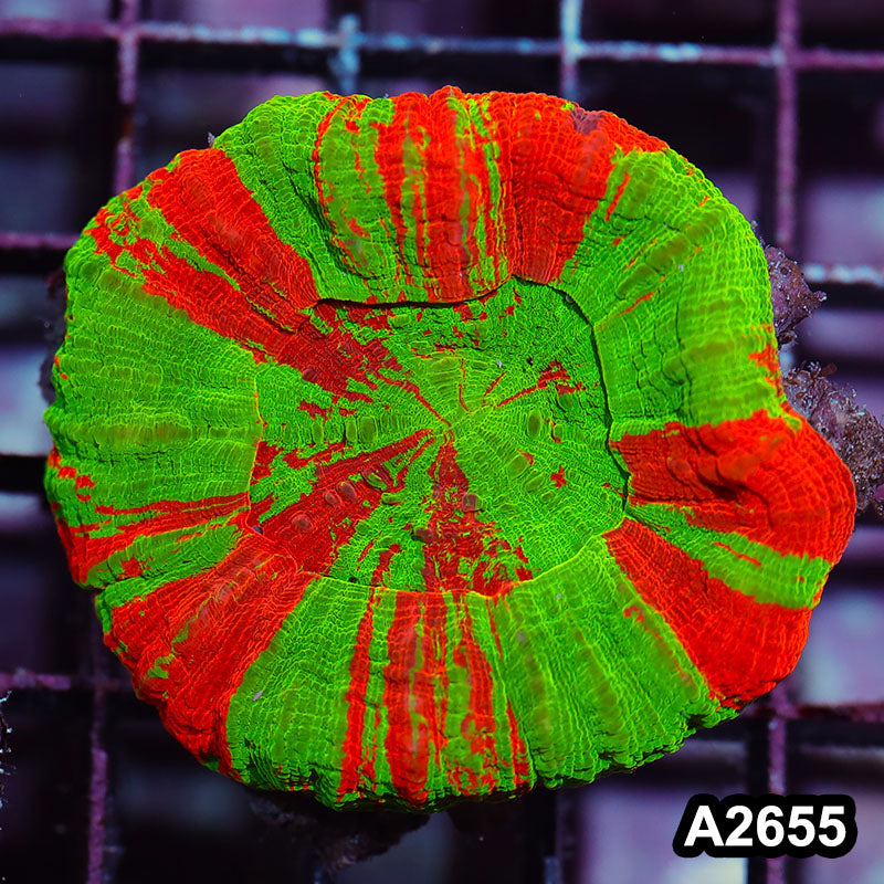 Item#A2655IN2655(S) WYSIWYG Aussie Ultra Bleeding Apple Scolymia