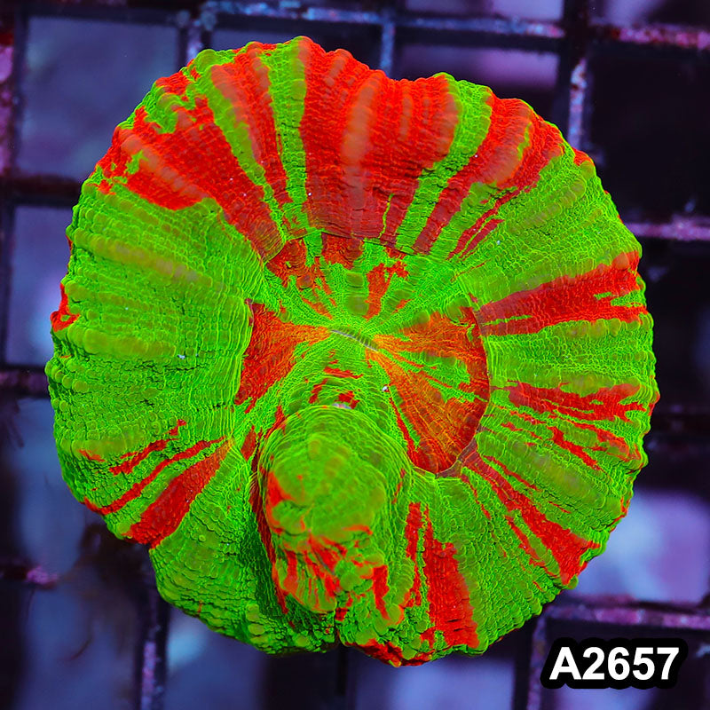 Item#A2657IN2657(S) WYSIWYG Aussie Ultra Bleeding Apple Scolymia