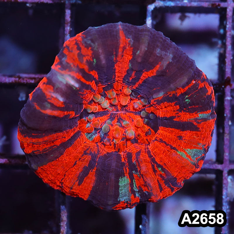 Item#A2658IN2658(S) WYSIWYG Aussie Ultra War Paint Scolymia