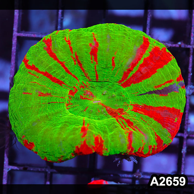 Item#A2659IN2659(S) WYSIWYG Aussie Ultra Bleeding Apple Scolymia