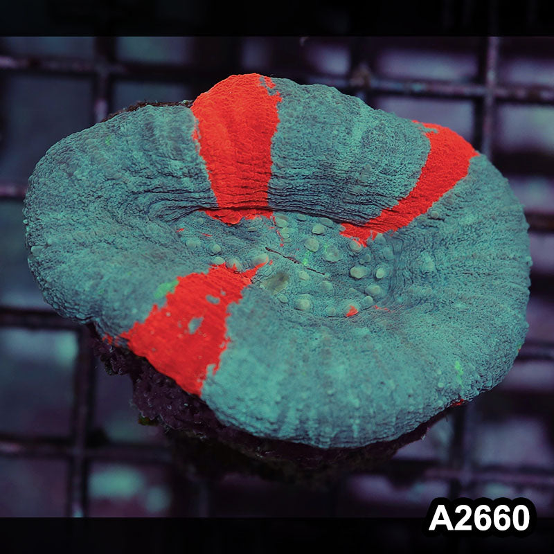Item#A2660IN2660(S) WYSIWYG Aussie Ultra Unique Scolymia