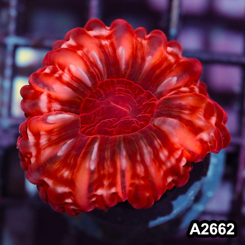 Item#A2662IN2662(S) WYSIWYG Aussie Ultra Red Cynarina