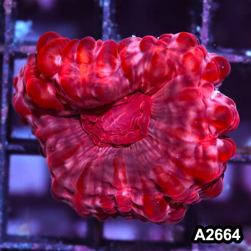 Item#A2664IN2664(S) WYSIWYG Aussie Ultra Red Cynarina