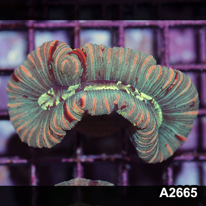 Item#A2665IN2665(S) WYSIWYG Aussie Ultra Unique Trachyphyllia
