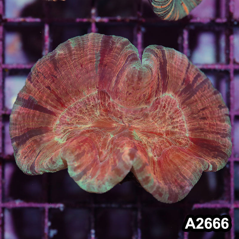 Item#A2666IN2666(S) WYSIWYG Aussie Ultra Unique Trachyphyllia