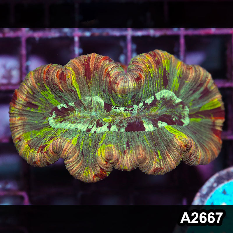 Item#A2667IN2667(S) WYSIWYG Aussie Rainbow Trachyphyllia