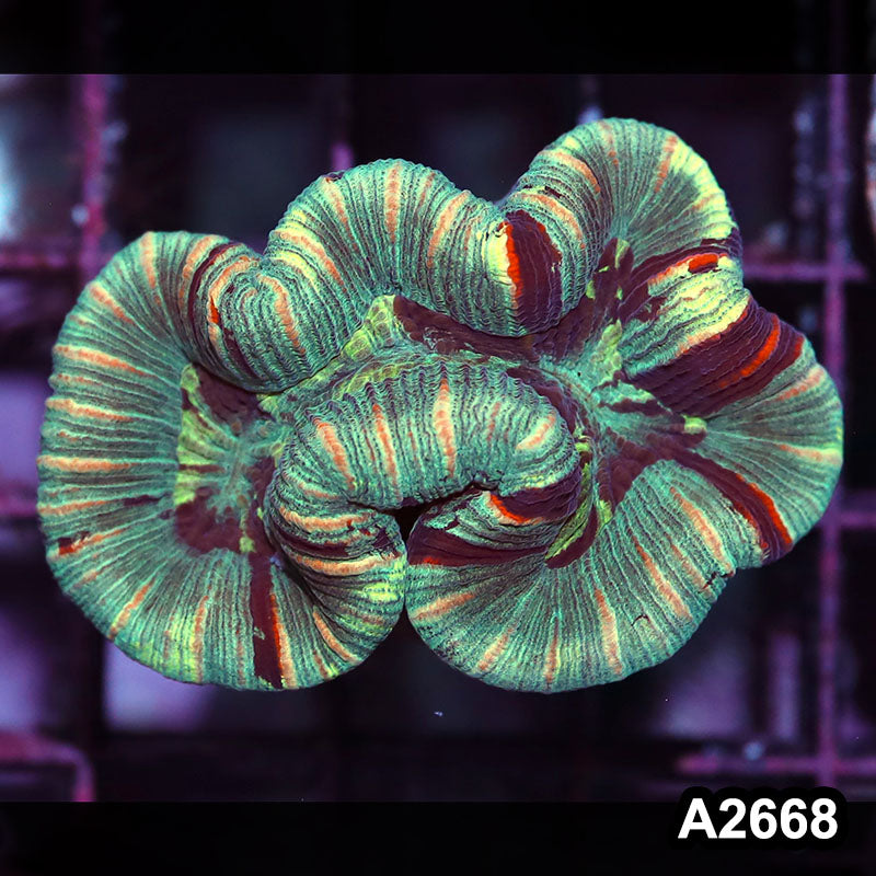 Item#A2668IN2668(S) WYSIWYG Aussie Ultra Unique Trachyphyllia