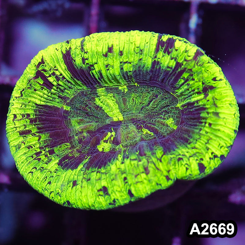 Item#A2669IN2669(S) WYSIWYG Aussie Ultra Neon Trachyphyllia