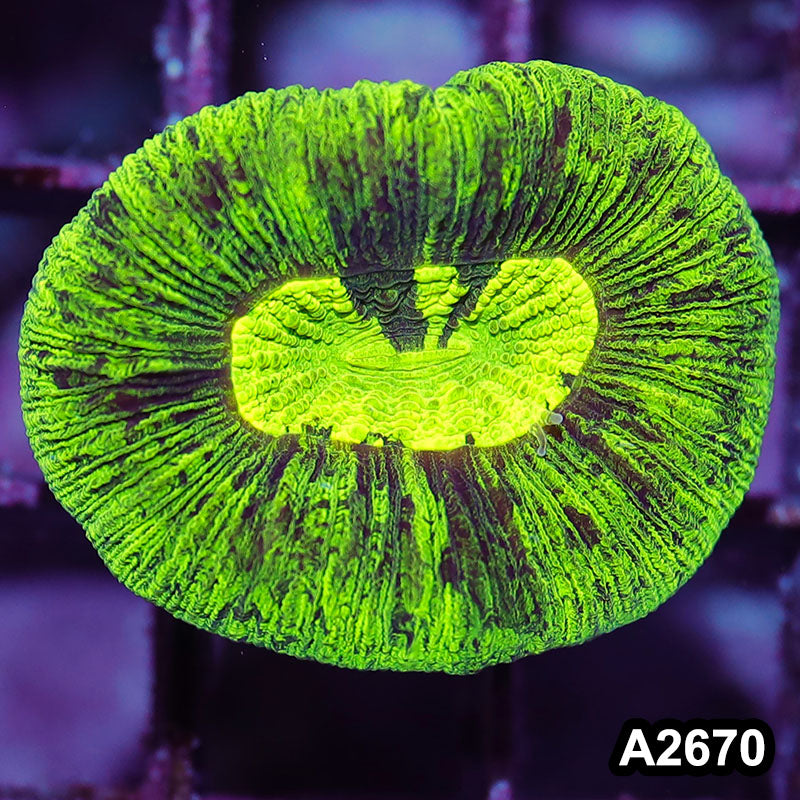 Item#A2670IN2670(S) WYSIWYG Aussie Ultra Neon Trachyphyllia