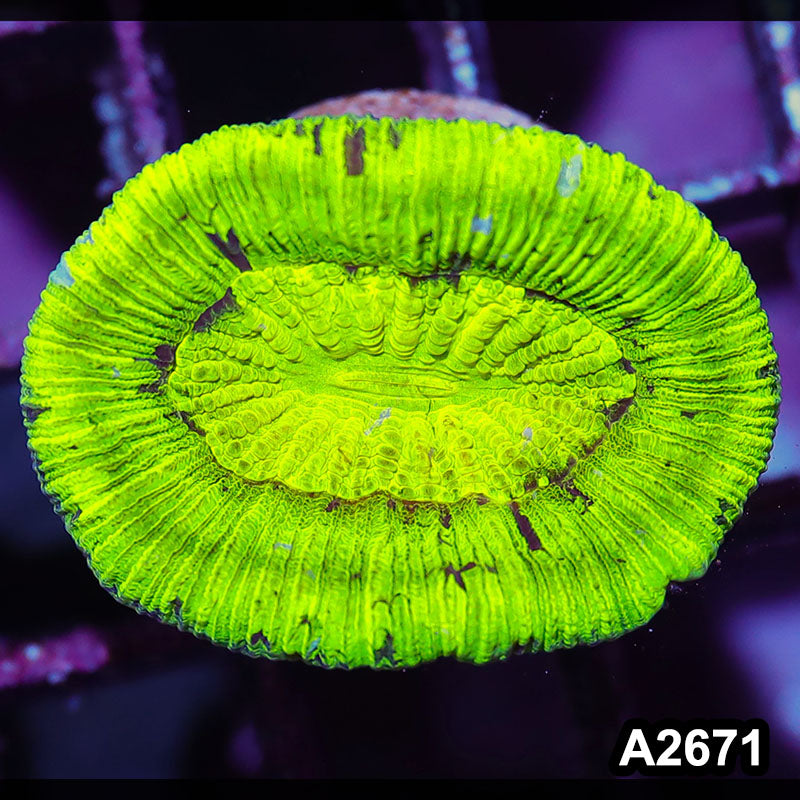 Item#A2671IN2671(S) WYSIWYG Aussie Ultra Neon Trachyphyllia