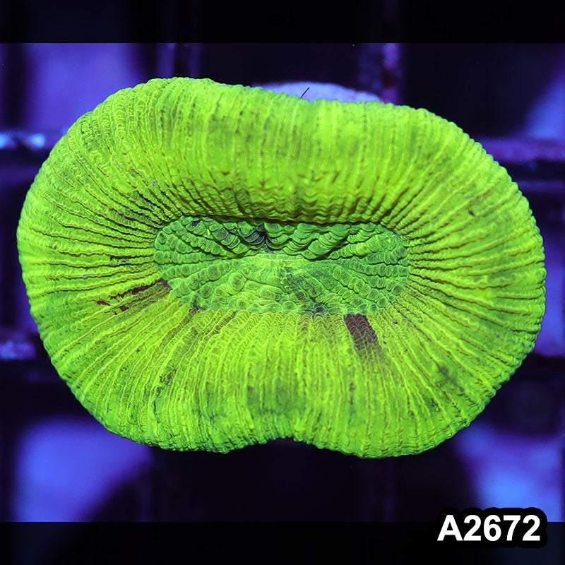 Item#A2672IN2672(S) WYSIWYG Aussie Ultra Neon Trachyphyllia
