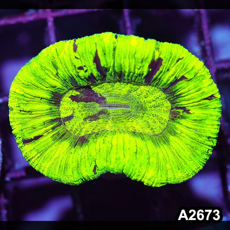 Item#A2673IN2673(S) WYSIWYG Aussie Ultra Neon Trachyphyllia