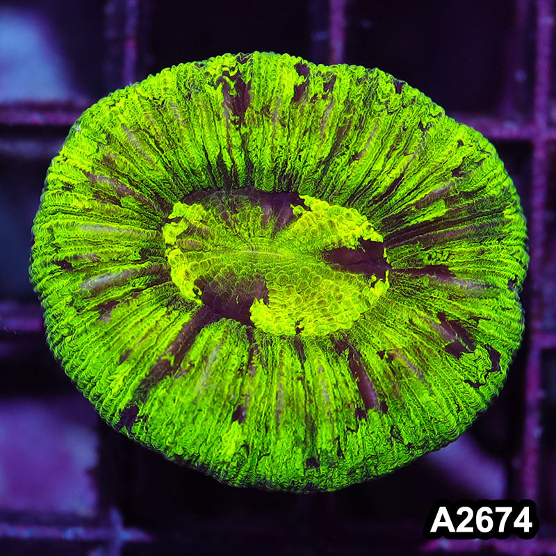 Item#A2674IN2674(S) WYSIWYG Aussie Ultra Neon Trachyphyllia