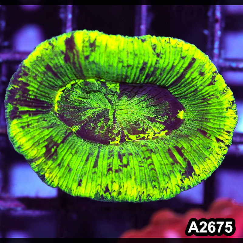 Item#A2675IN2675(S) WYSIWYG Aussie Ultra Neon Trachyphyllia
