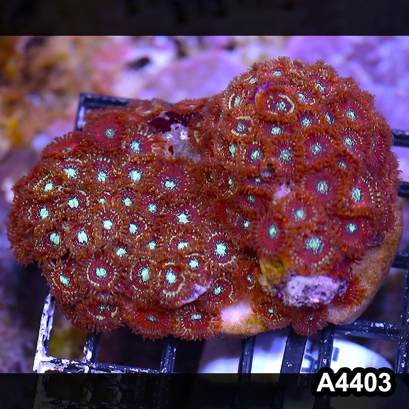 Item#A4403LP4403(M) WYSIWYG Indo Ultra Magician Zoanthid Colony