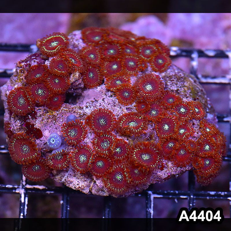 Item#A4404LP4404(M) WYSIWYG Indo Ultra Magician Zoanthid Colony