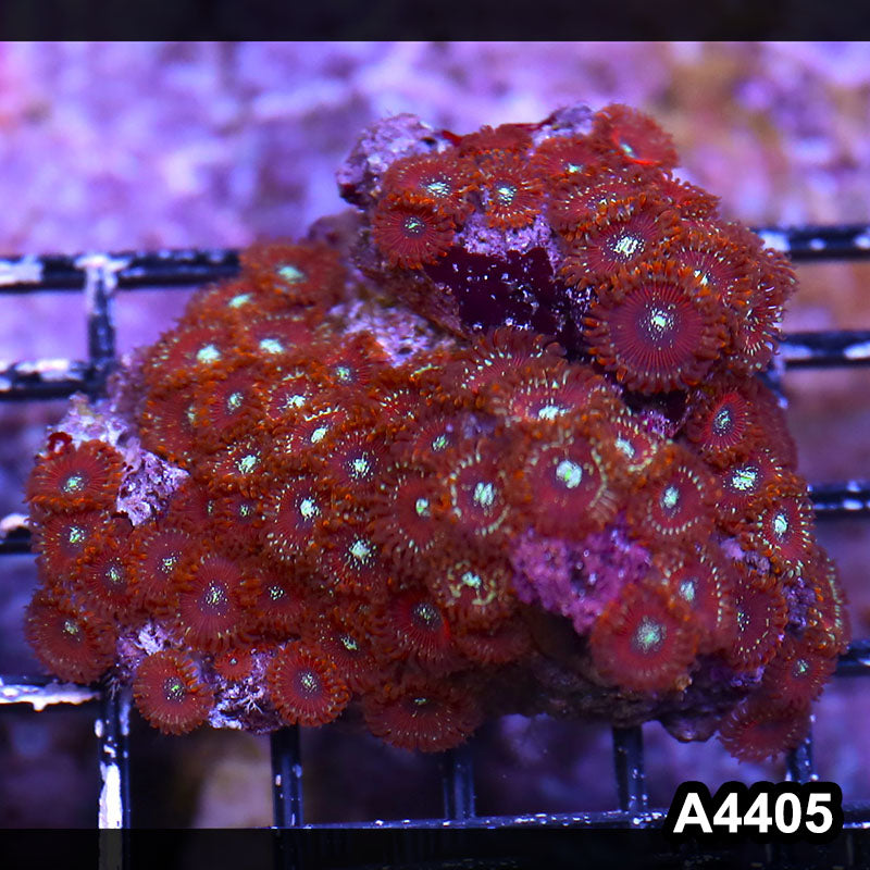 Item#A4405LP4405(M) WYSIWYG Indo Ultra Magician Zoanthid Colony