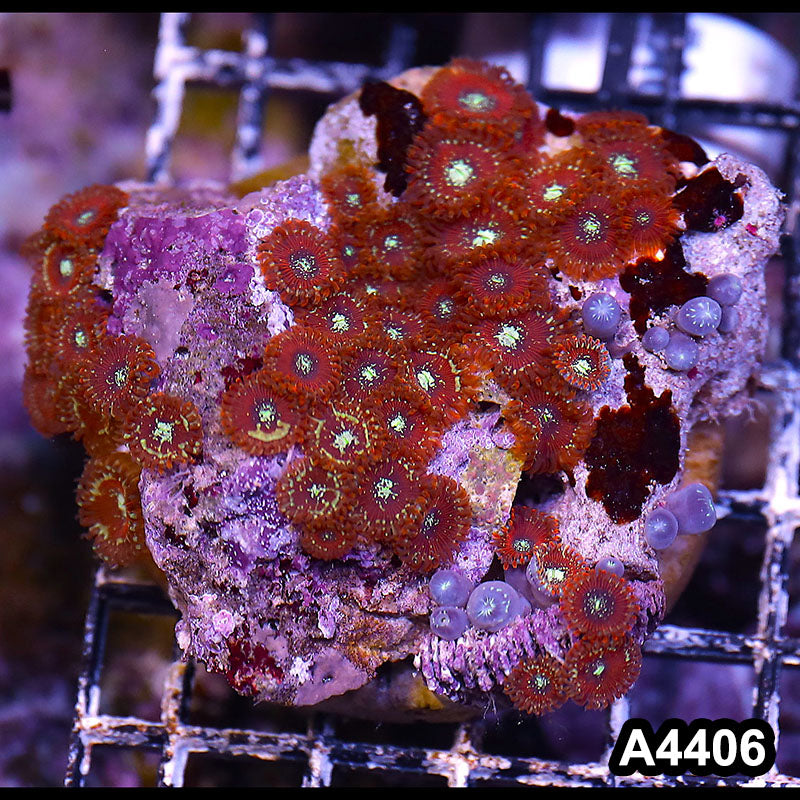 Item#A4406LP4406(M) WYSIWYG Indo Ultra Magician Zoanthid Colony
