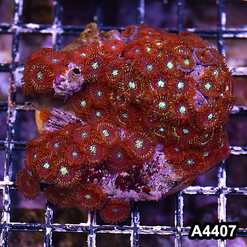 Item#A4407LP4407(M) WYSIWYG Indo Ultra Magician Zoanthid Colony