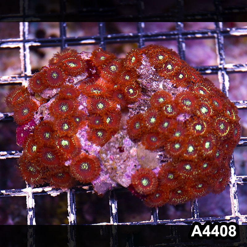 Item#A4408LP4408(M) WYSIWYG Indo Ultra Magician Zoanthid Colony