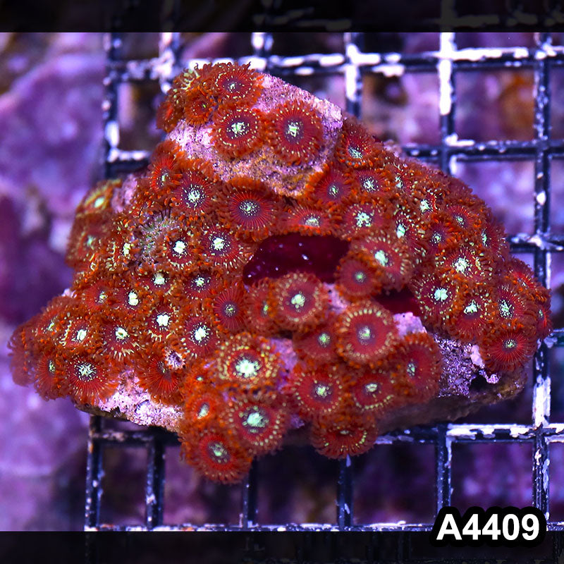Item#A4409LP4409(M) WYSIWYG Indo Ultra Magician Zoanthid Colony