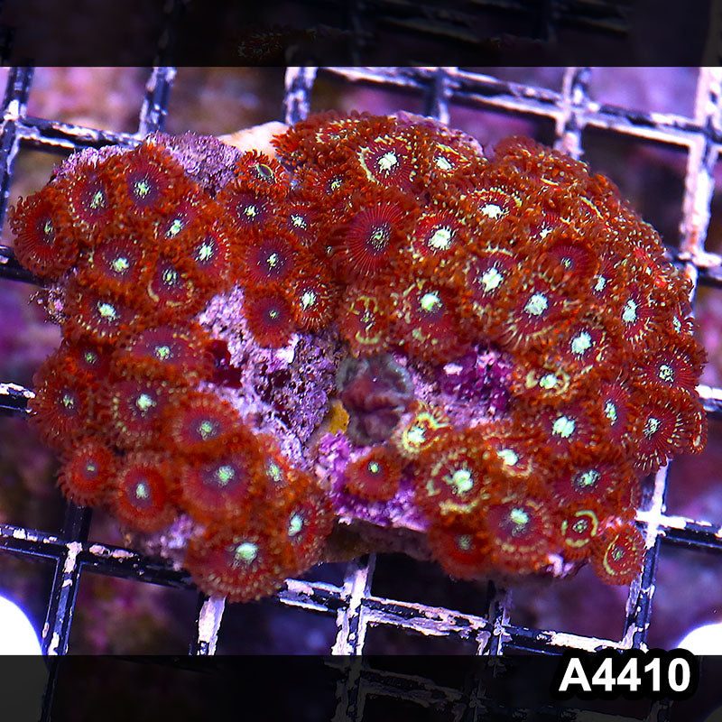 Item#A4410LP4410(M) WYSIWYG Indo Ultra Magician Zoanthid Colony