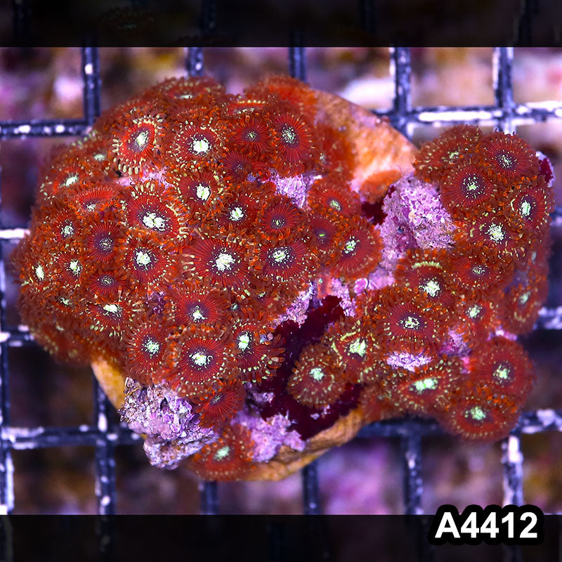 Item#A4412LP4412(M) WYSIWYG Indo Ultra Magician Zoanthid Colony